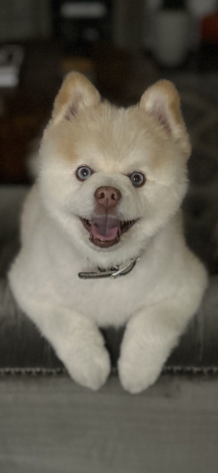 A cream coloured dog with blue eyes smiling at the camera