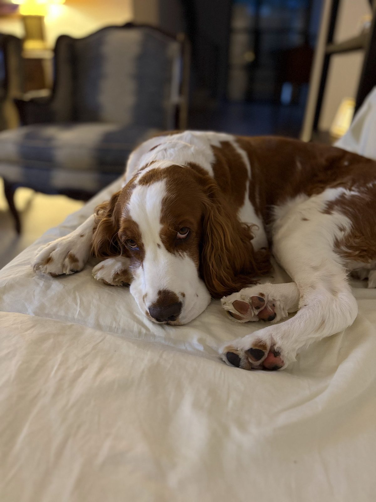 A welsh springer spaniel resting